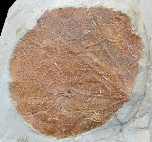 Fossil Leaf (Zizyphoides) - Montana #53292